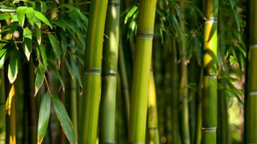 Bambu. Esa maravilla de la naturaleza, y su utilidad en hosteleria